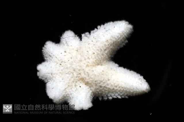 伯頓海燕藏品圖，第3張
