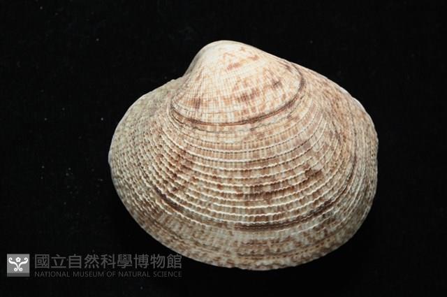 千妮簾蛤藏品圖，第3張