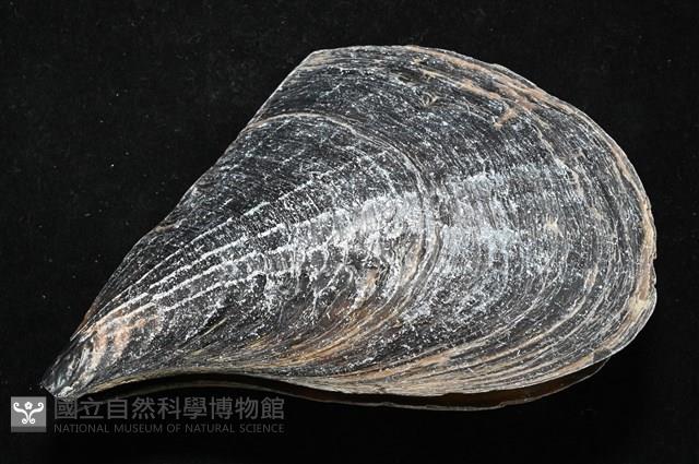 黑旗江珧蛤藏品圖，第3張