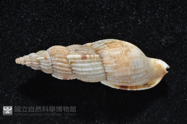 長形核螺藏品圖，第3張
