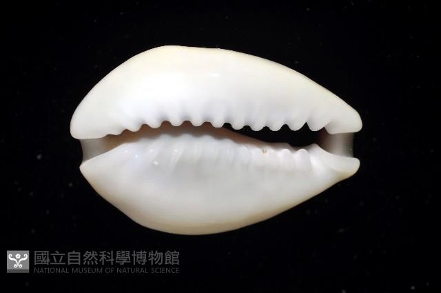黃寶螺藏品圖，第3張