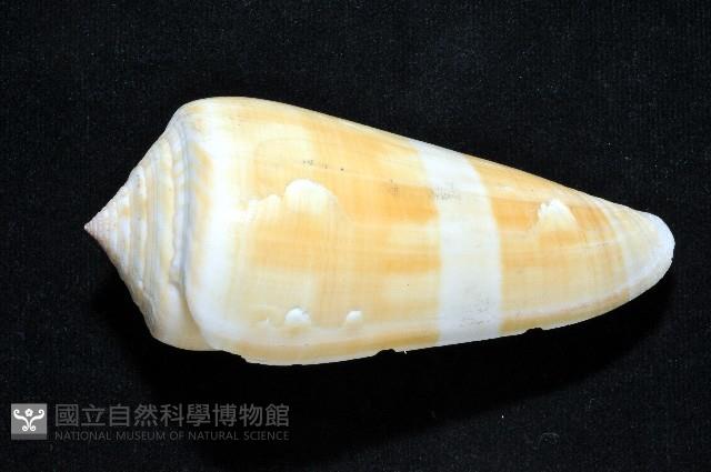 聳肩芋螺藏品圖，第3張