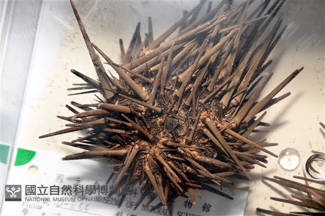 口鰓海膽藏品圖，第3張
