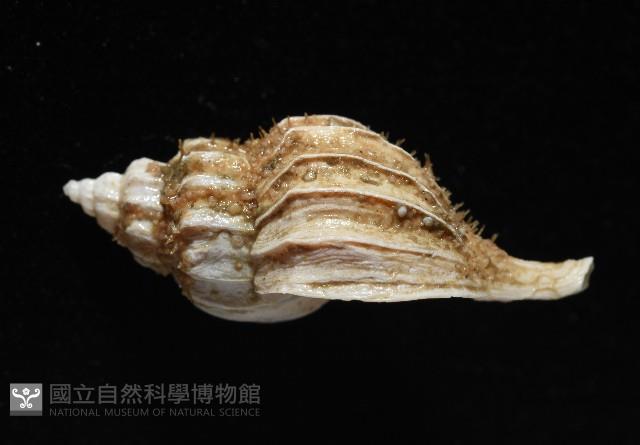 未知種峨螺藏品圖，第3張