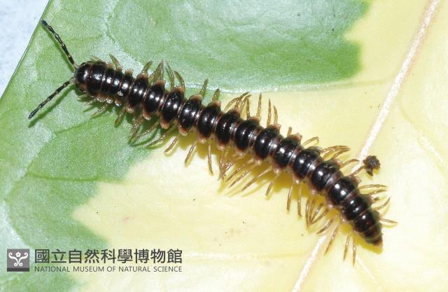 寬腹馬陸藏品圖，第3張