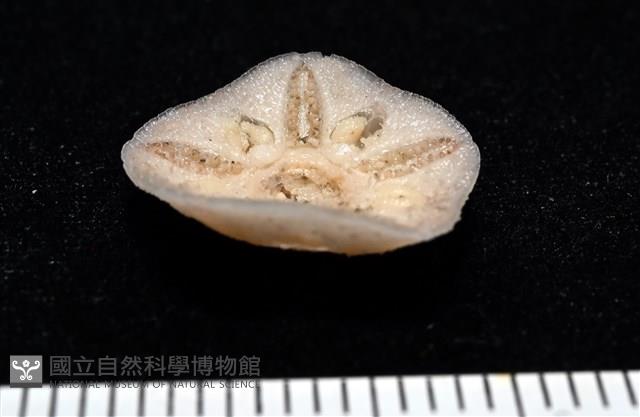 未知種開曼海星藏品圖，第3張