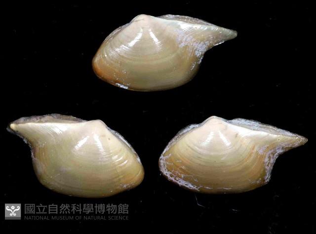 深淵馬刺蛤藏品圖，第3張
