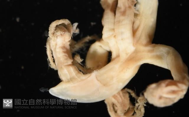 未知種鈍矢海鰓藏品圖，第3張