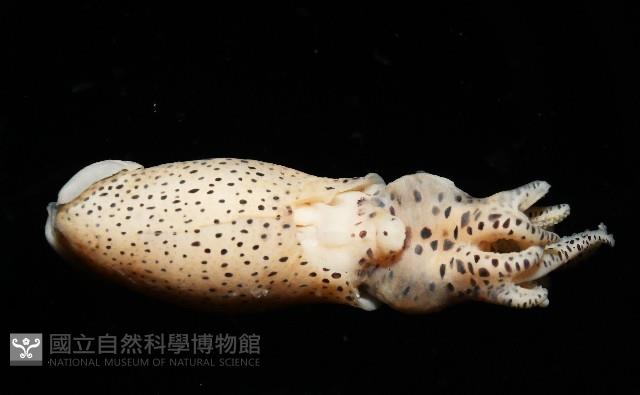 微小微鰭烏賊藏品圖，第3張