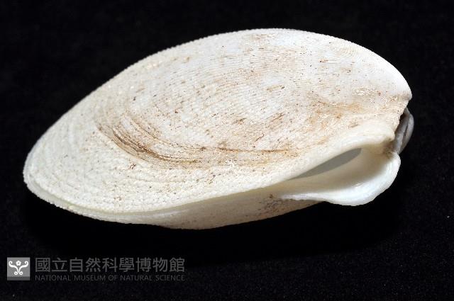 小黃狐蛤藏品圖，第3張