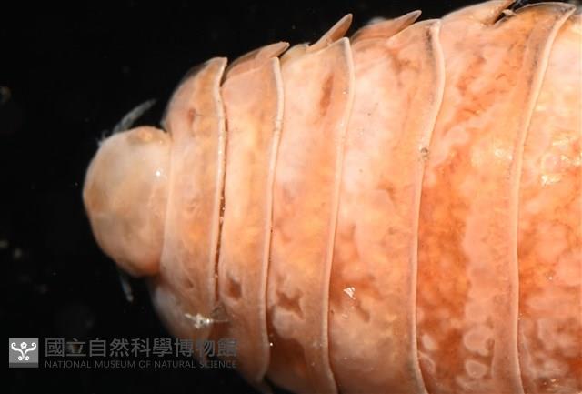 未知種尖甲水虱藏品圖，第3張