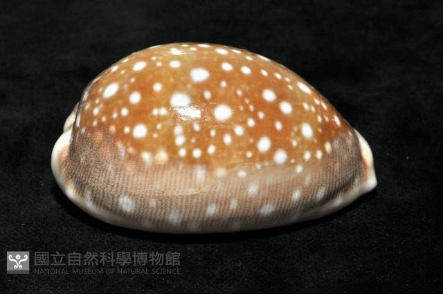 白星寶螺藏品圖，第3張