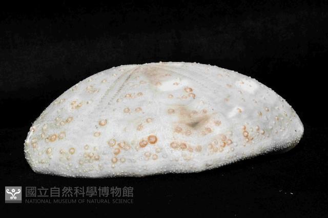 大脆心形海膽藏品圖，第3張