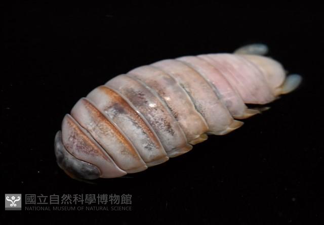 未知種紡錘水虱藏品圖，第3張