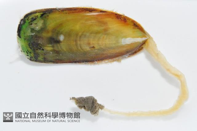 鴨嘴海豆芽藏品圖，第3張