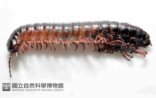 山嶺似腹馬陸(暫譯)藏品圖，第3張