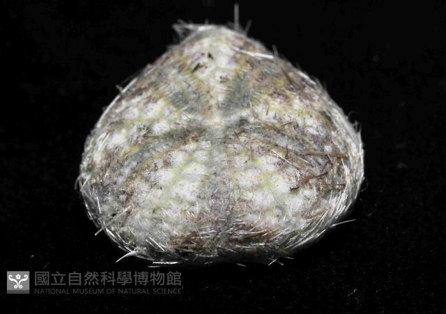 扁仙壺海膽藏品圖，第3張