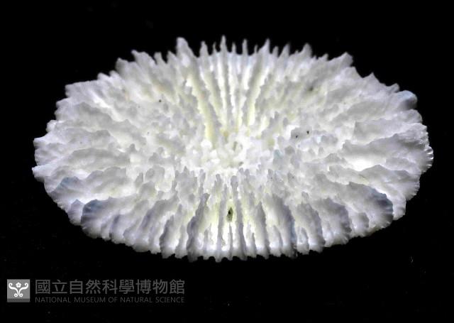 皇家冠杯珊瑚藏品圖，第3張