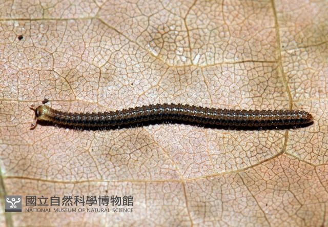 顆粒雕囊馬陸藏品圖，第3張