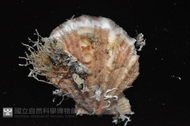 臺灣海扇蛤藏品圖，第3張