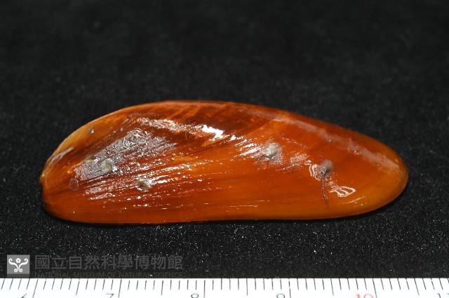 平端深海殼菜蛤藏品圖，第3張