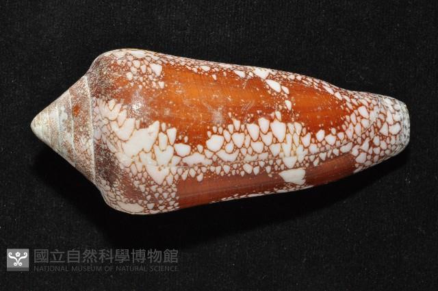 美華芋螺藏品圖，第3張
