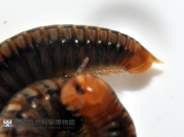 未知種姬馬陸藏品圖，第3張