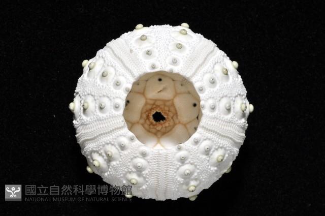琉球柄頭帕藏品圖，第3張