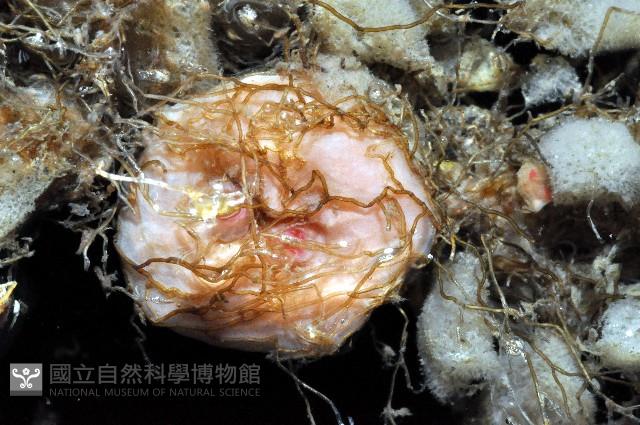 北極有柄海鞘藏品圖，第3張