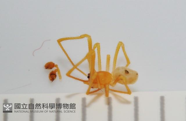 臺灣克羅蛛藏品圖，第3張