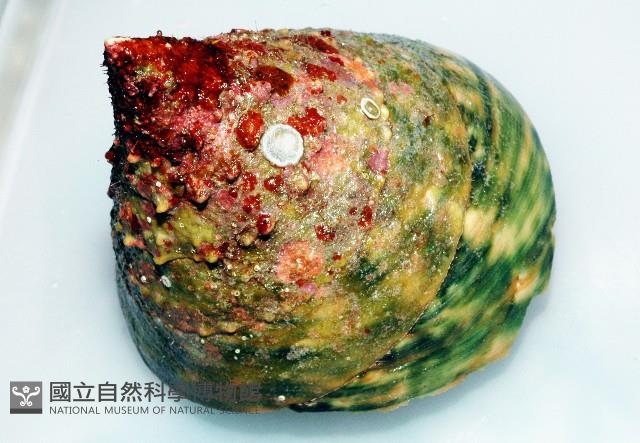 銀塔鐘螺藏品圖，第3張