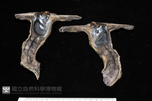 黑丁蠣藏品圖，第3張
