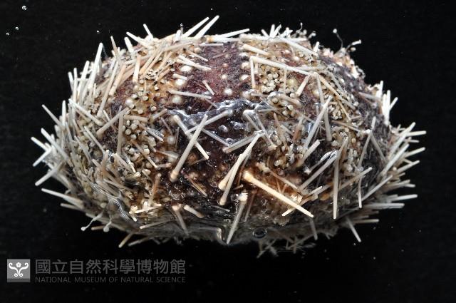 白棘三列海膽藏品圖，第3張