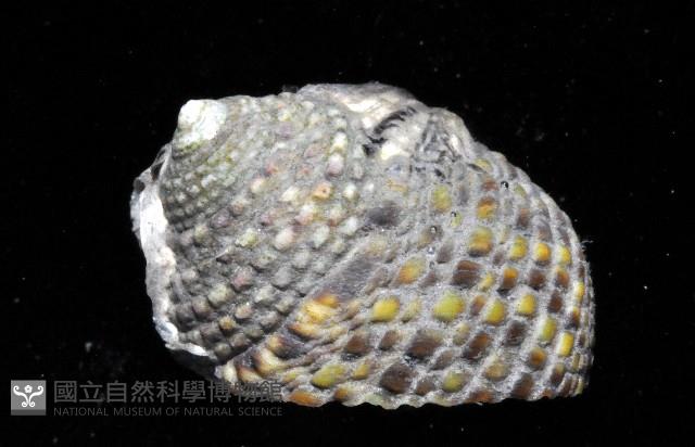 草蓆鐘螺藏品圖，第3張