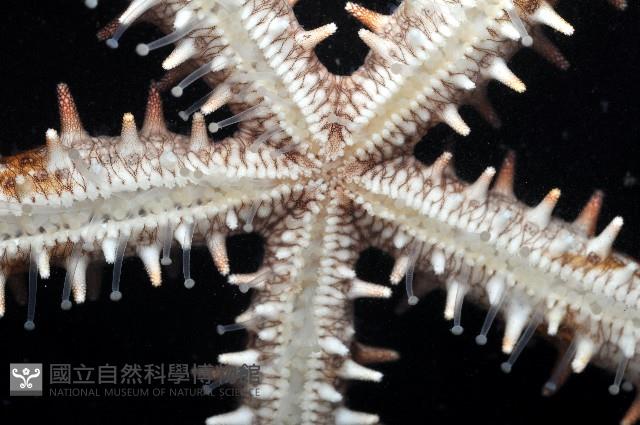 棒棘海星藏品圖，第3張