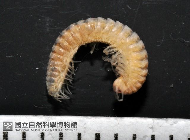 異東京泡馬陸藏品圖，第3張