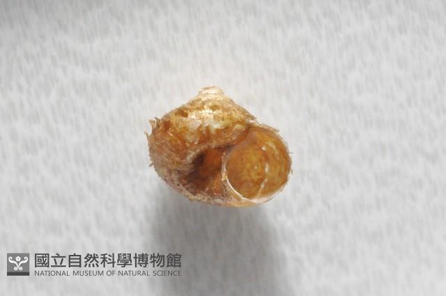 飯匙東洋蝸藏品圖，第3張
