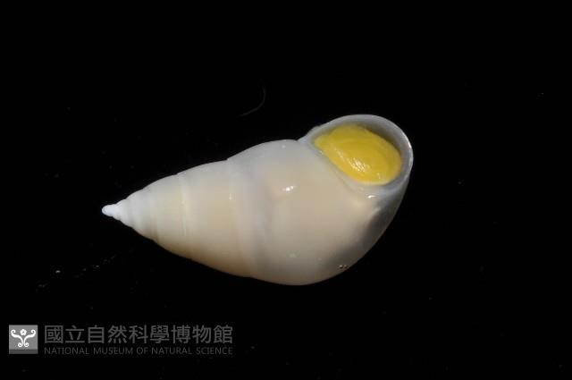瓷螺之一種藏品圖，第3張