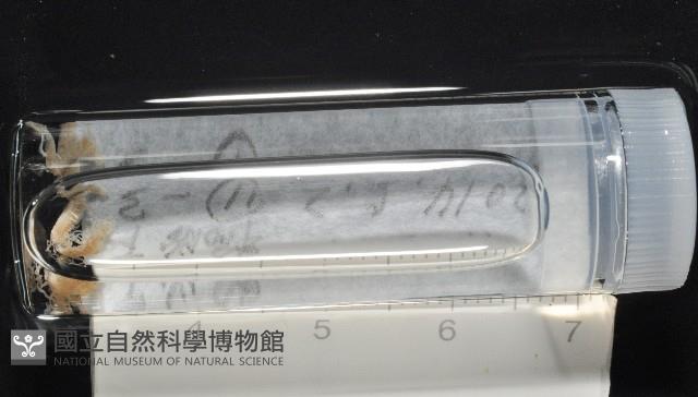 梧棲搓蟄蟲藏品圖，第3張