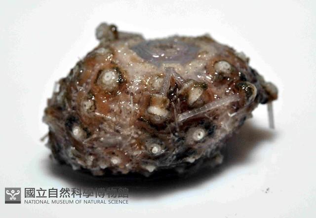 印度近冠海膽藏品圖，第3張