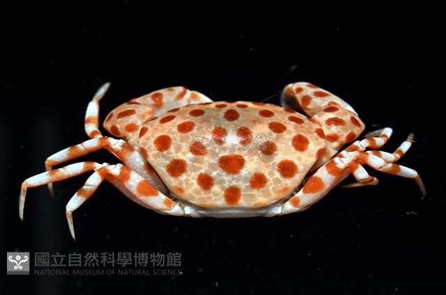 紅斑斗蟹藏品圖，第3張