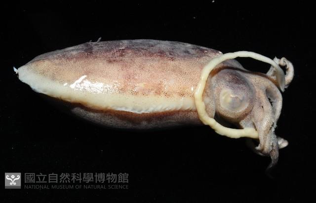 越南烏賊藏品圖，第3張