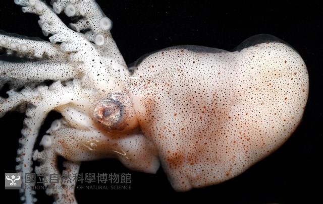 闊船蛸藏品圖，第3張