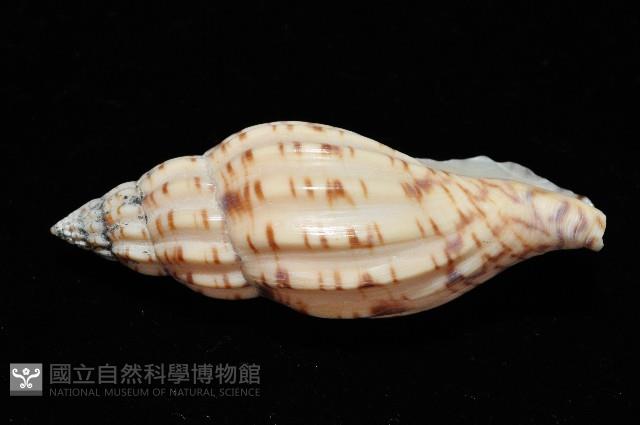 扁肋渦螺藏品圖，第3張