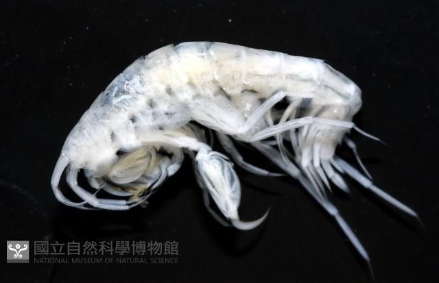 未知種深海鉤蝦藏品圖，第3張
