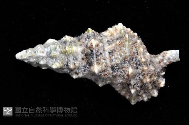 塔蟹守螺藏品圖，第3張