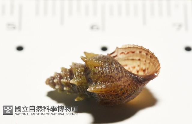 塔蜷藏品圖，第3張