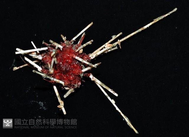 變異組頭帕藏品圖，第3張