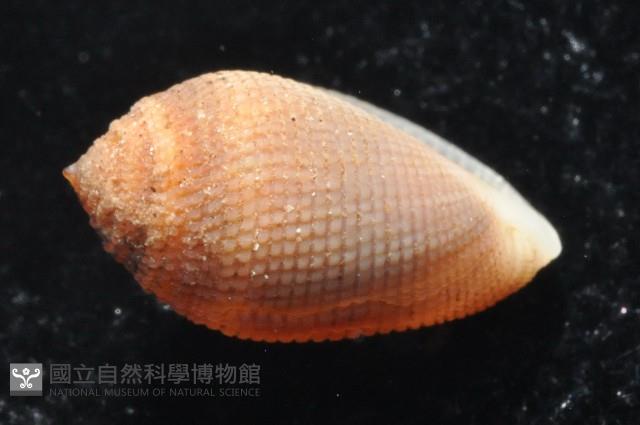 顆粒尖耳螺藏品圖，第3張