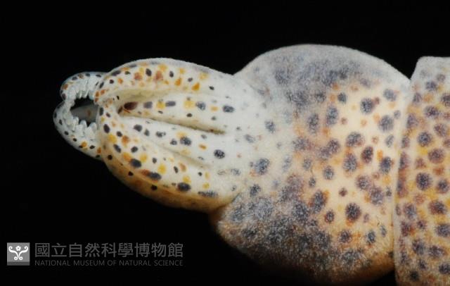 未知種微鰭烏賊藏品圖，第3張
